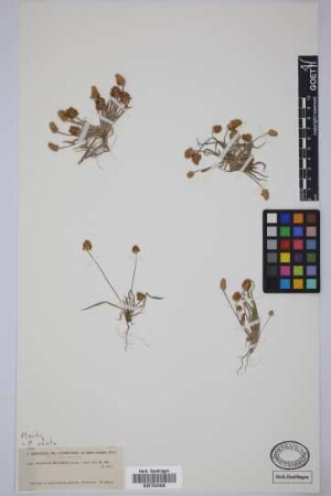 Plantago decumbens C. Gay ex Barn.