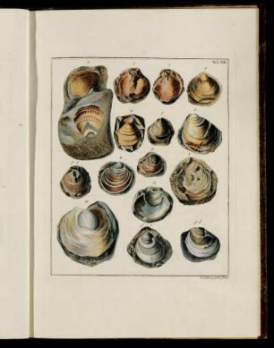 Tab. XIII. [Beschreibung und Abbildung.]