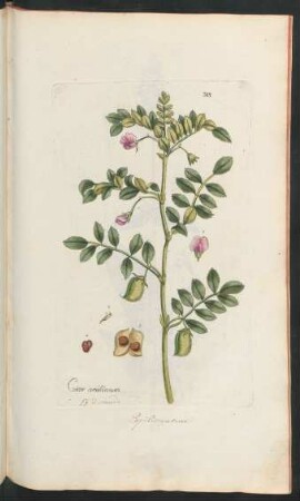 315. Cicer arietinum