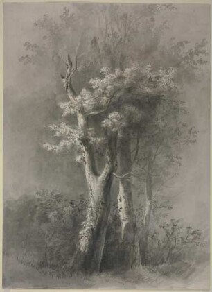 Baumstudie