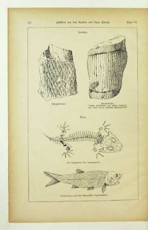Tafel III. Fossilien aus dem Karbon und Dyas (Perm)