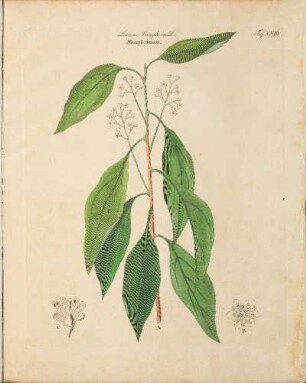 Taf. XXIII. Laurus Camphora L.