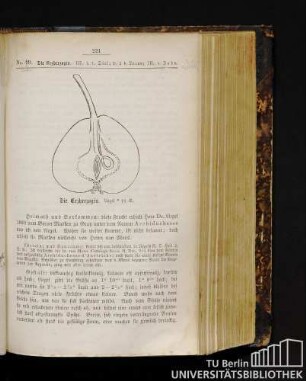 No. 99. Die Erzherzogin.