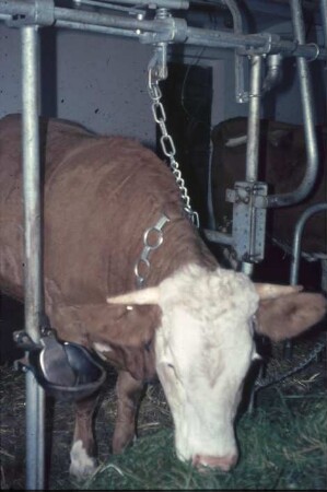 Fotografie: Milchviehhaltung, Anbindehaltung, Anbindevorrichtung