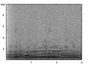 Haushund | Canis lupus f. familiaris - Heulen