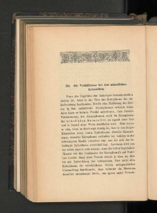 III. Die Verhältnisse bei den männlichen Keimzellen.