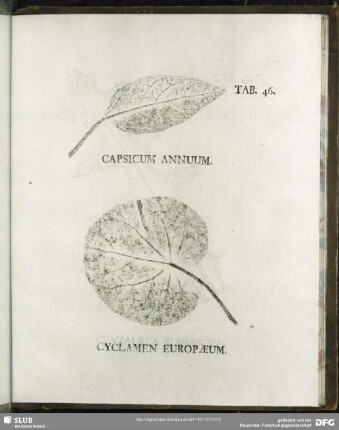 Tab. 46. Capsicum Annuum. (Spanischer Pfeffer) - Cyclamen Europaeum. (Europäisches Alpenveilchen)