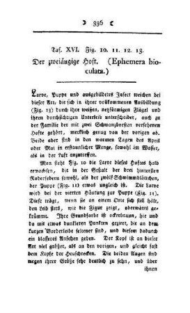 ¬Der¬ zweiäugige Hoft : (Ephemera bioculata) ; Taf. XVI, Fig. 10, 11, 12, 13