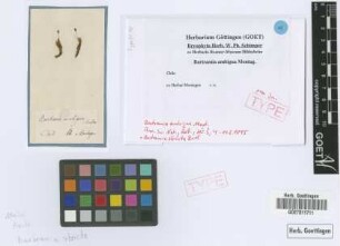 Bartramia ambigua Mont. [isotype]