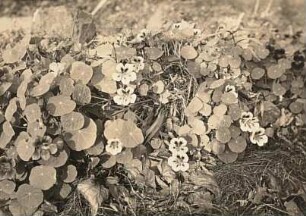 Große Kapuzinerkresse (Tropaeolum majus)