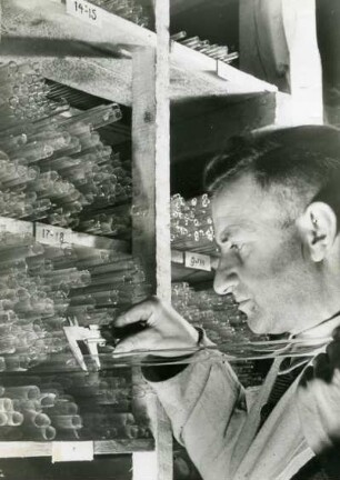 Thermometer-Fabrik. Im Lager. Die Glasröhrchen für die Thermometer sind nach Größe sortiert. Ein Mechaniker misst mit einer Schublehre den Durchmesser eines Röhrchens