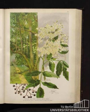 Sambucus nigra Linné. Holunder, Flieder, Holder.