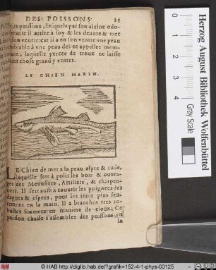 Le Chien Marine.