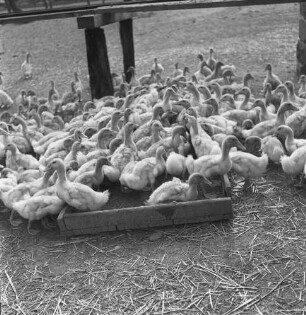 Junge Enten