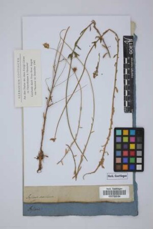 Jasione montana