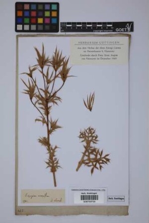 Eryngium campestre L.