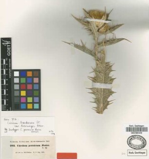 Cirsium persicum Boiss. [isotype]