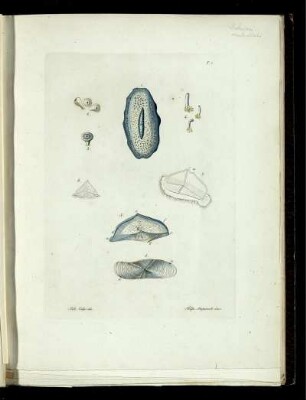 [4], [2], Taf: Fauna Del Regno Di Napoli Ossia Enumerazione Di Tutti Gli Animali Che Abitano Le Diverse Regioni Di Questo Regno E Le Acque Che Le Bagnano. [4]. [Animali Raggiati]. [2]