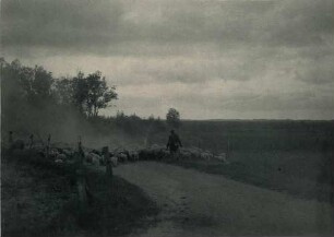 Schafherde
