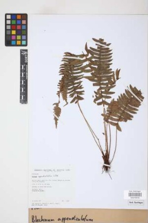 Blechnum appendiculatum Willd.
