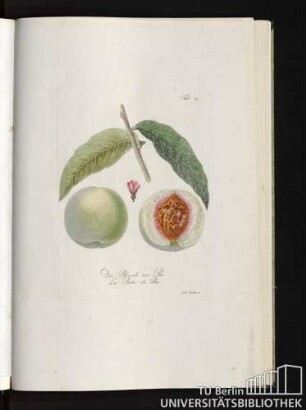 Tab. 21. Die Pfirsich von Pau. La Peche de Pau.