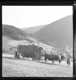 Getreideernte im Schwarzwald