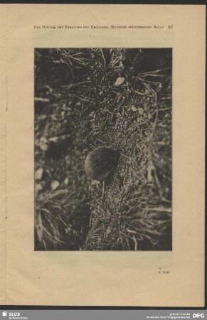 Erdmaus, Microtus subterraneus Selys