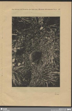Erdmaus, Microtus subterraneus Selys