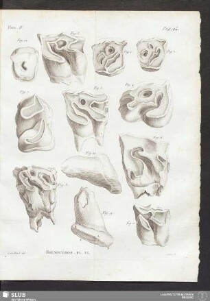 Rhinocéros Pl. VI