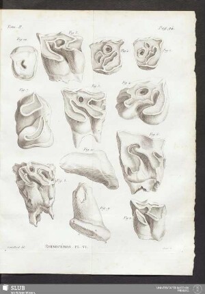 Rhinocéros Pl. VI