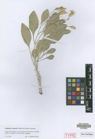 Psephellus erzincani Wagenitz & Kandemir [isotype]