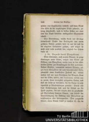 § 16. Anzucht durch Wurzelbrut.