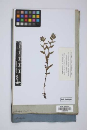Anchusa tinctoria