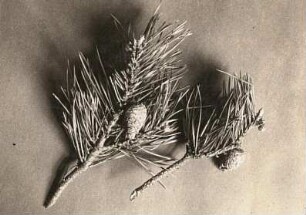 Europa. Sand-Kiefer (Pinus clausa), ein- und zweijährige Zapfen im Februar