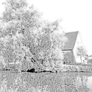 Dorfteich mit Weide: dahinter Wohnhaus