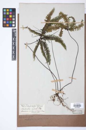 Adiantopsis radiata