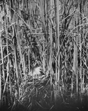 Wasserralle : Wasserralle (Rallus aquatioris Linnaeus) auf dem Nest.
