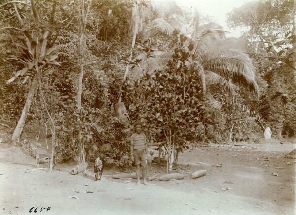 "Les tambours. Malekula".