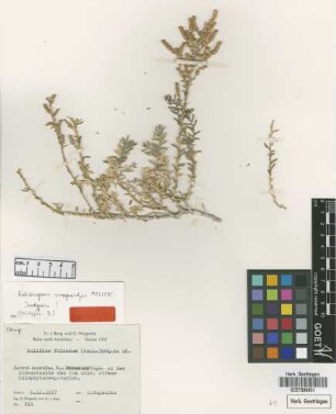 Kalidium foliatum (Pall.) Moq. in DC.
