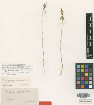 Dictyostega purdieana Benth.