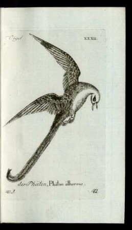 42. der Phäton, Phäton äthereus.