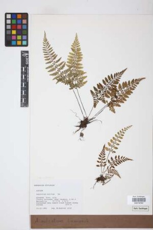 Asplenium sulcatum Lam.