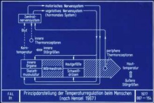 Prinzipdarstellung der Temperaturregulation beim Menschen (nach Hensel, 1967)