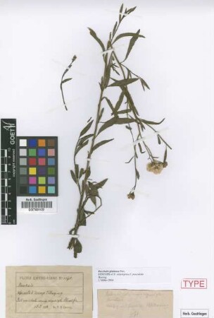 Baccharis subpingraea Heering f. Heering punctulata[syntype]