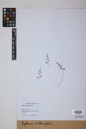 Asplenium ×alternifolium Wulfen