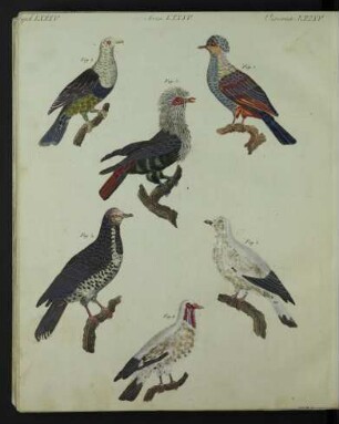 Tafel: Vögel LXXXV. [...]