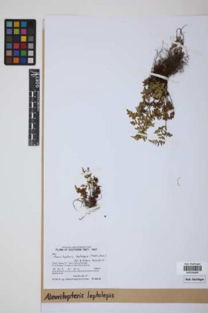 Aleuritopteris leptolepis (Fraser-Jenk.) Fraser-Jenk.
