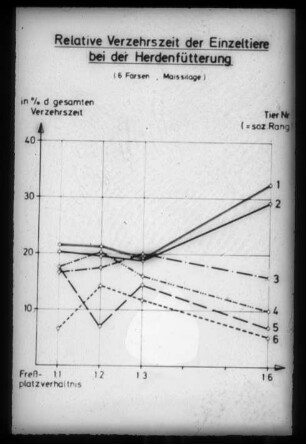 Relative Verzehrszeit der Einzeltiere bei der Herdenfütterung (6 Färsen, Maissolage)