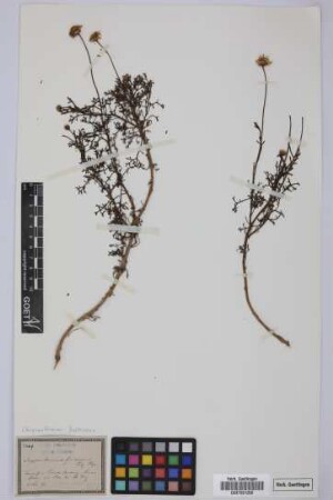 Argyranthemum frutescens (L.) Sch.Bip.