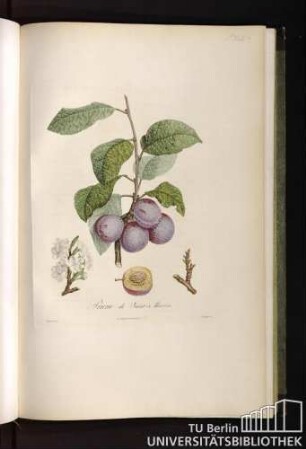 P. XLII. Prune de Saint-Martin.